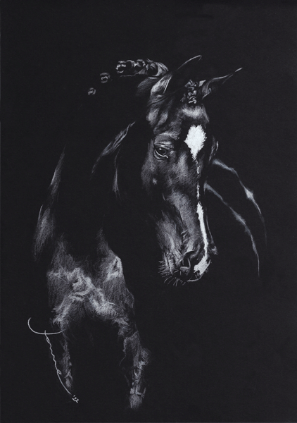 Zwart paard met bles | print