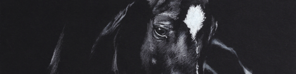 Zwart paard tekening © Yvonne van Zon